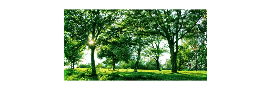 alberi